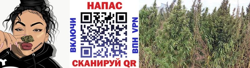 купить наркотик  Алатырь  Шишки марихуана SATIVA & INDICA 